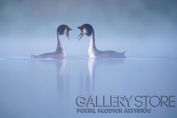 First36259 Last36259-Perkozy-Fotografia
