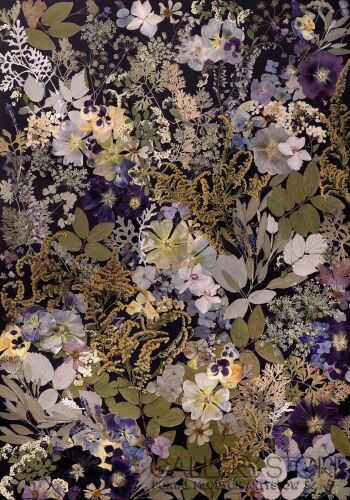 First27803 Last27803-Rozkwit natury-Giclee