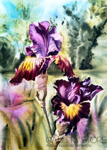 First30996 Last30996-Two purple Irises-Akwarela