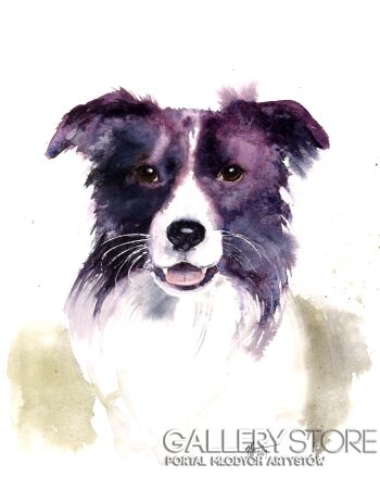 First32158 Last32158-Border collie-Akwarela