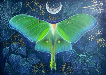 First38876 Last38876-Actias Luna-Akryl