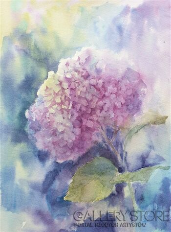 First26826 Last26826-HYDRANGEAS. ROSE 2019.061-Akwarela