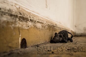 First26686 Last26686-Rat-Fotografia