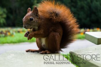 First26686 Last26686-Squirrel-Fotografia