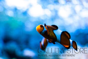 First26686 Last26686-Where is Nemo-Fotografia