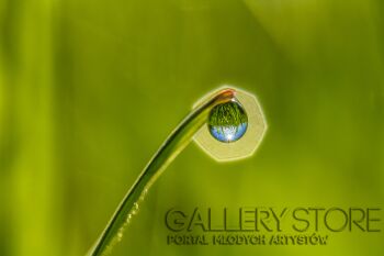 First37723 Last37723-Kropla-Fotografia