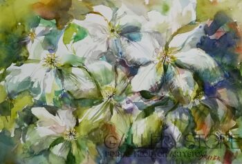 First31275 Last31275-Clematis 2-Akwarela