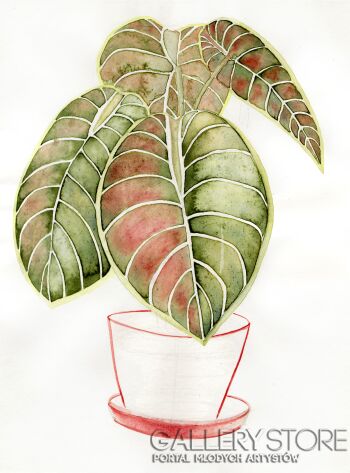 First28642 Last28642-Alocasia Cuprea Red Secret-Akwarela