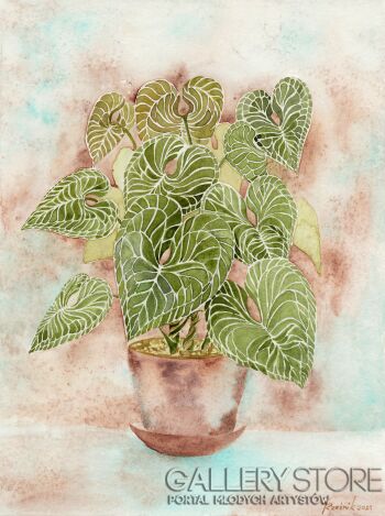 First28642 Last28642-Anthurium Clarinervium-Akwarela