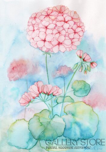 First28642 Last28642-Kwiaty pelargoni-Akwarela