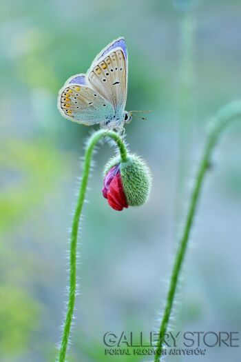 First38082 Last38082-Motyl / fotografia-Plakaty
