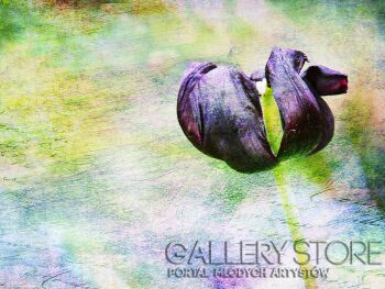 First38082 Last38082-Czarny tulipan / fotografia-Plakaty