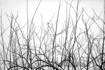 First31444 Last31444-Branch-Fotografia