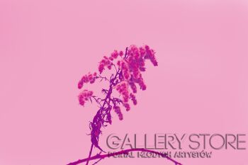First31444 Last31444-pink flora-Fotografia