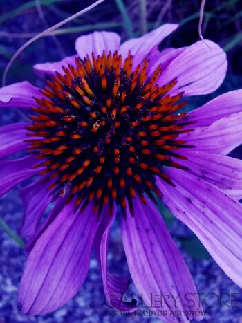 First31444 Last31444-purple nature-Fotografia