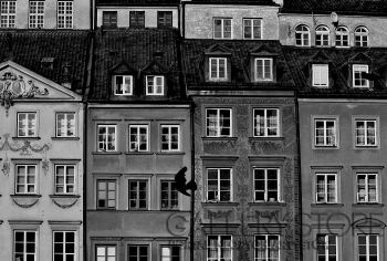 First30677 Last30677-warszawa ptak-Fotografia