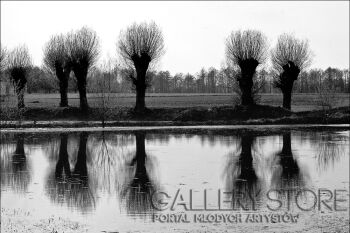 First32323 Last32323-Polish willow-Fotografia