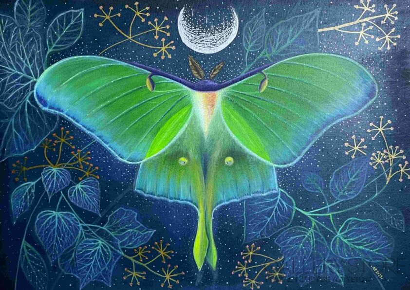 First38876 Last38876-Actias Luna-Akryl