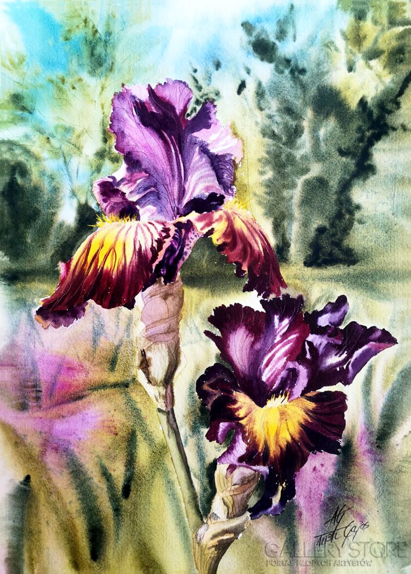First30996 Last30996-Two purple Irises-Akwarela