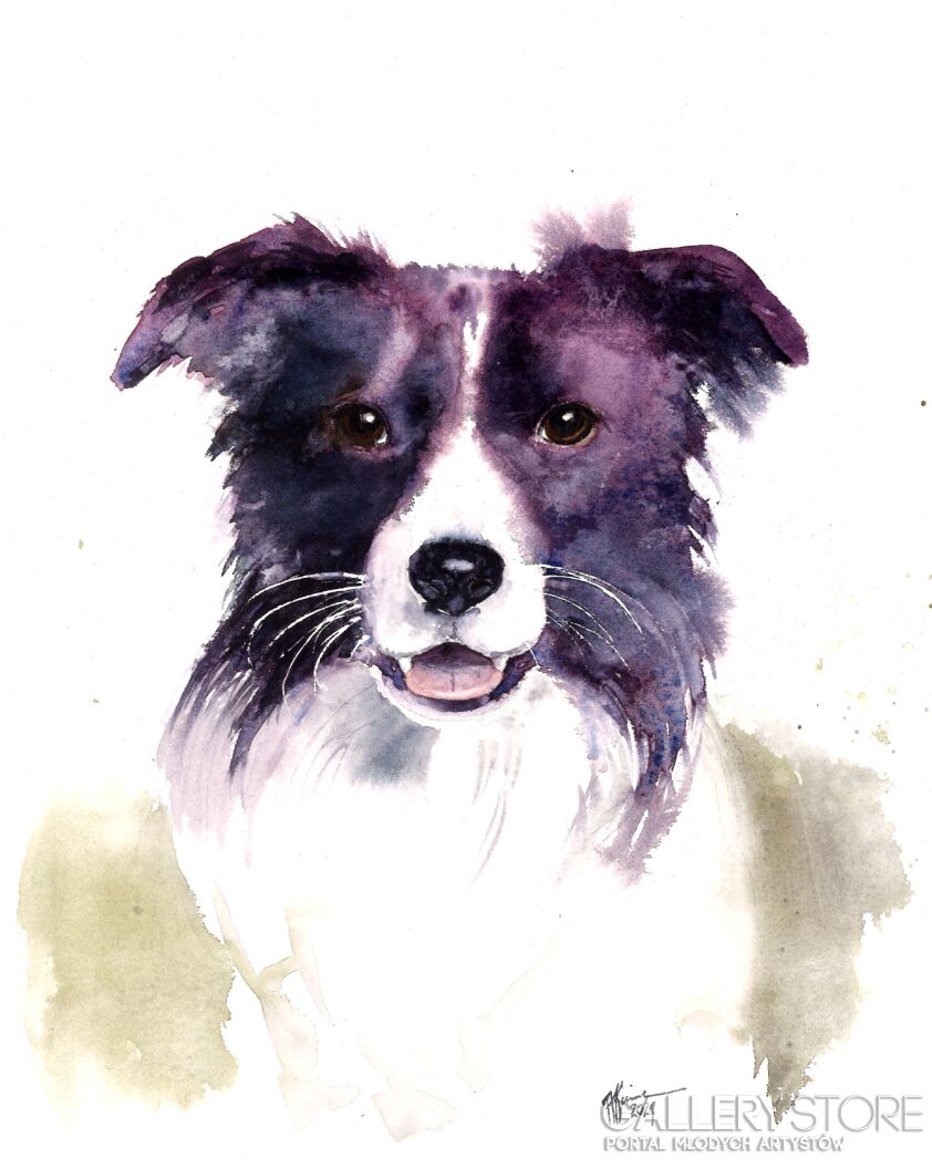 First32158 Last32158-Border collie-Akwarela