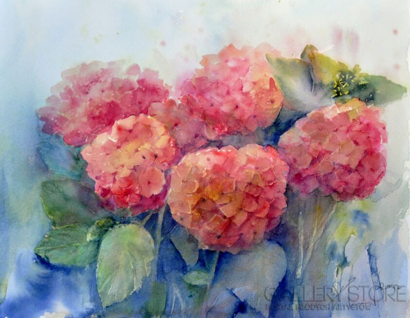 First26826 Last26826-HYDRANGEAS-Akwarela