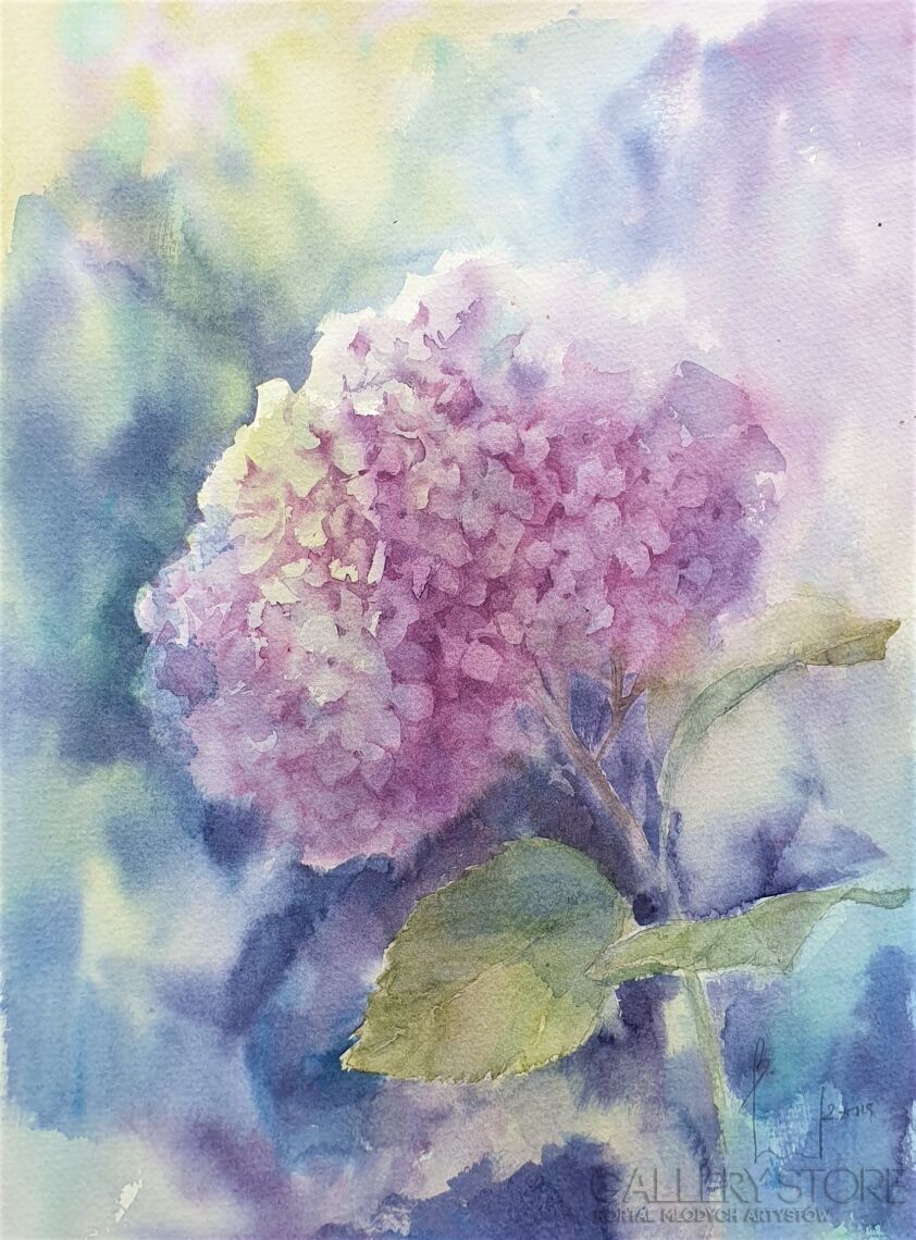 First26826 Last26826-HYDRANGEAS. ROSE 2019.061-Akwarela
