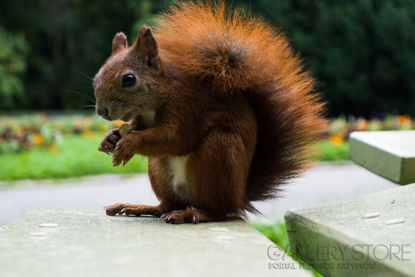 First26686 Last26686-Squirrel-Fotografia
