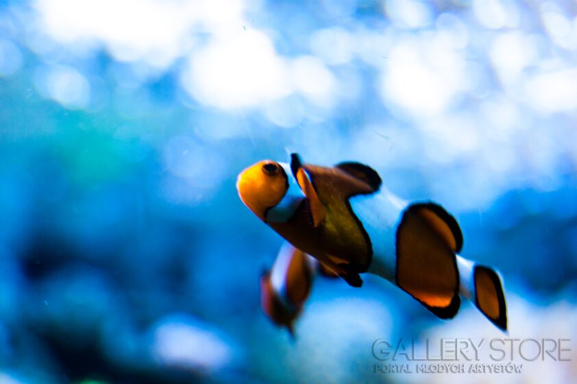 First26686 Last26686-Where is Nemo-Fotografia