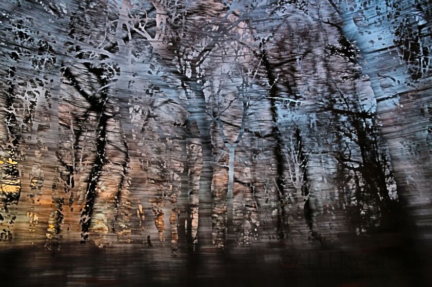 First27805 Last27805-Rozmaz olchowy-Fotografia