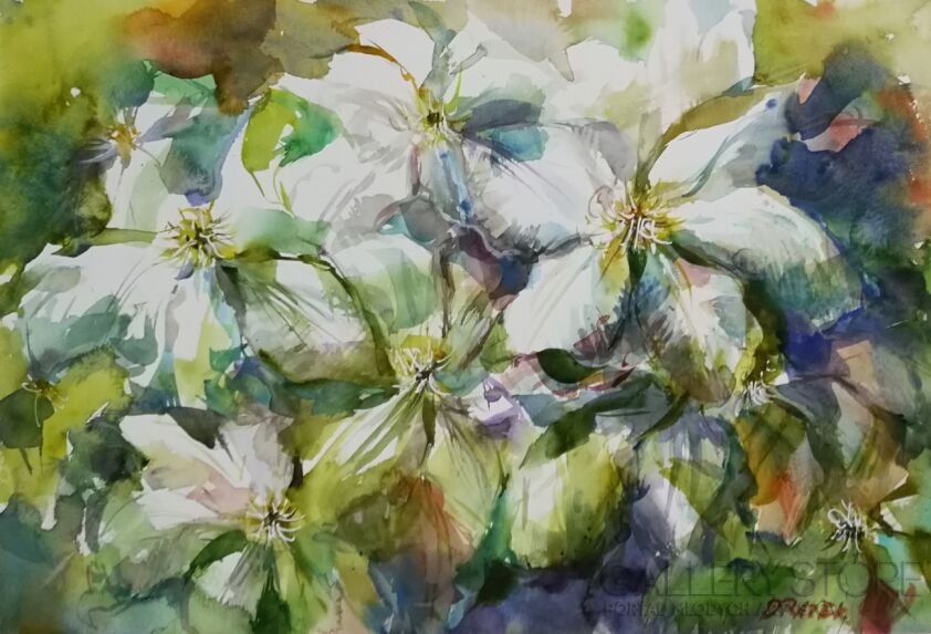 First31275 Last31275-Clematis 2-Akwarela