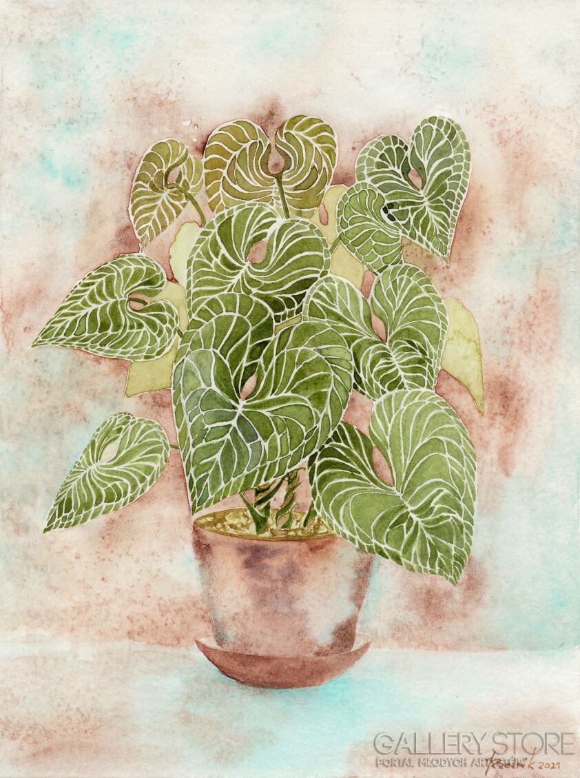 First28642 Last28642-Anthurium Clarinervium-Akwarela