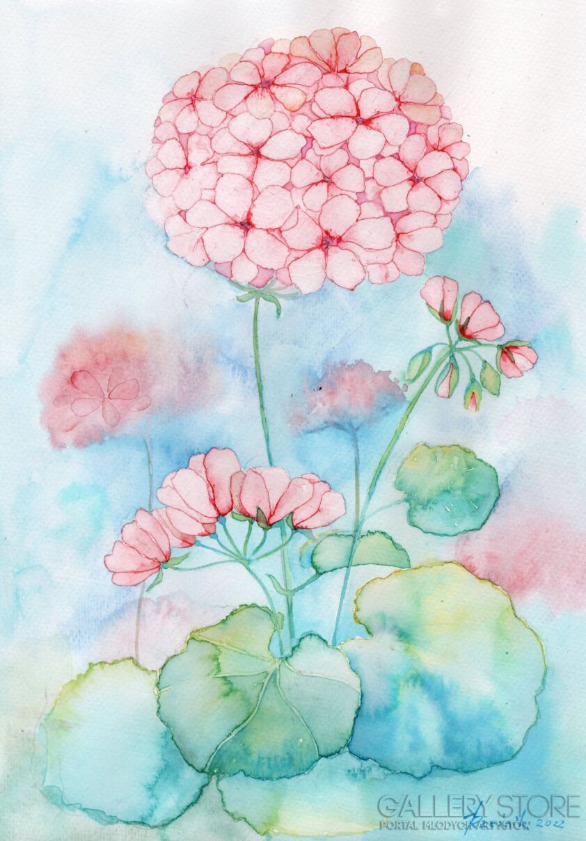 First28642 Last28642-Kwiaty pelargoni-Akwarela