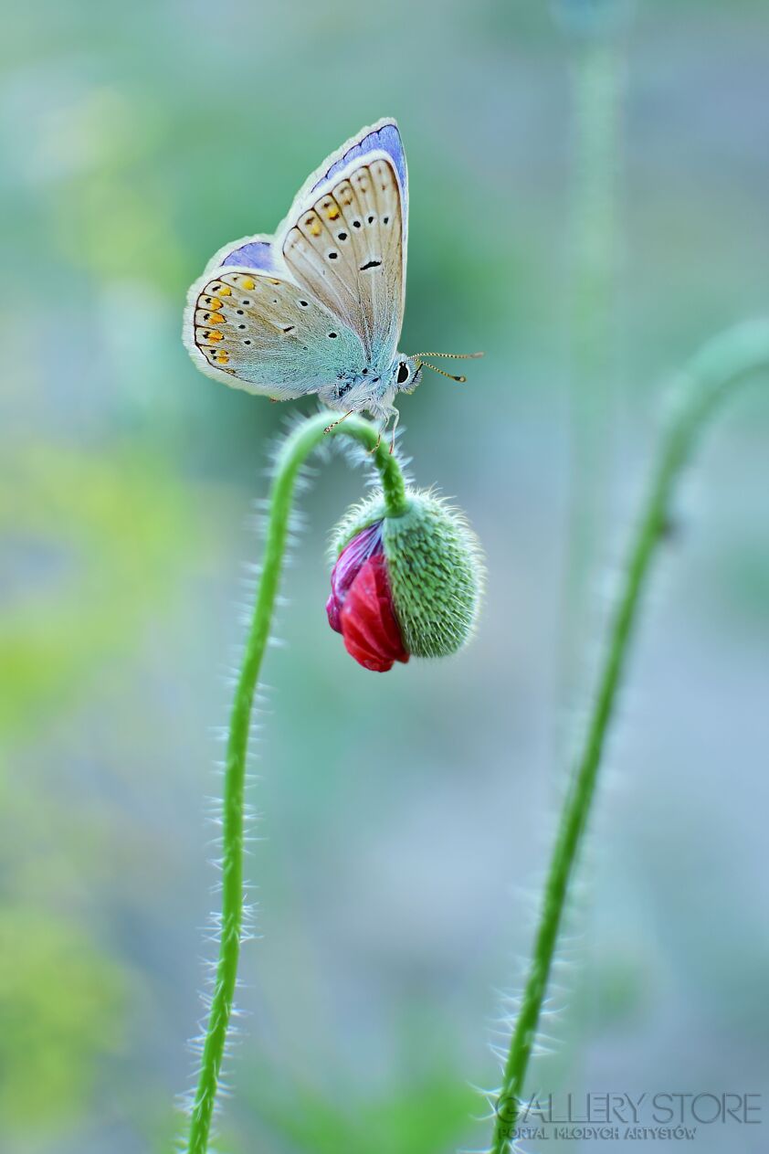 First38082 Last38082-Motyl / fotografia-Plakaty