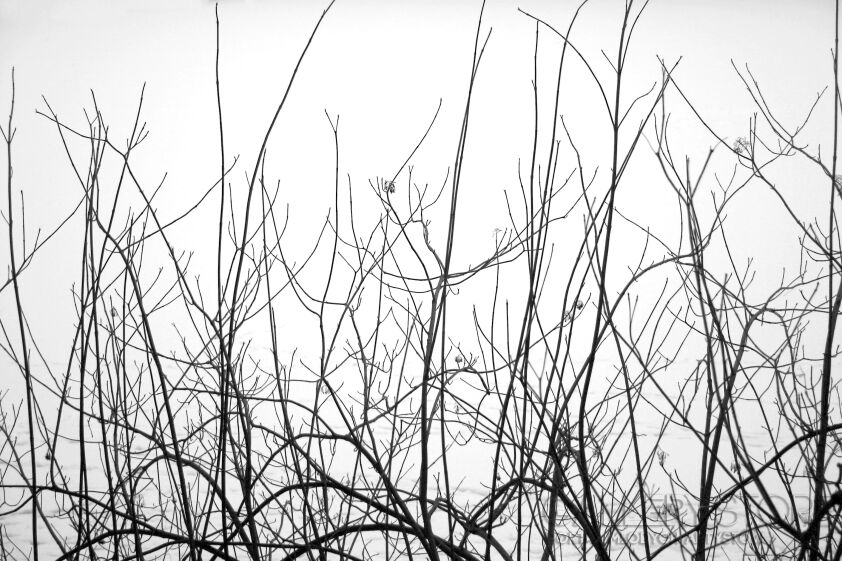 First31444 Last31444-Branch-Fotografia