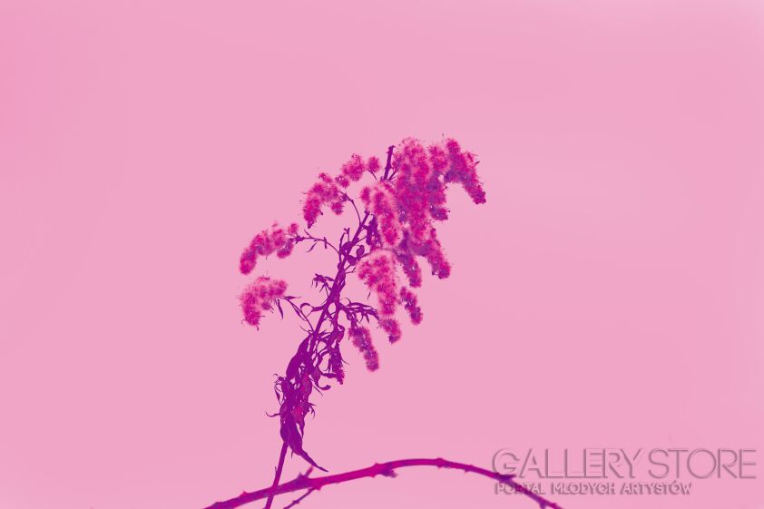 First31444 Last31444-pink flora-Fotografia
