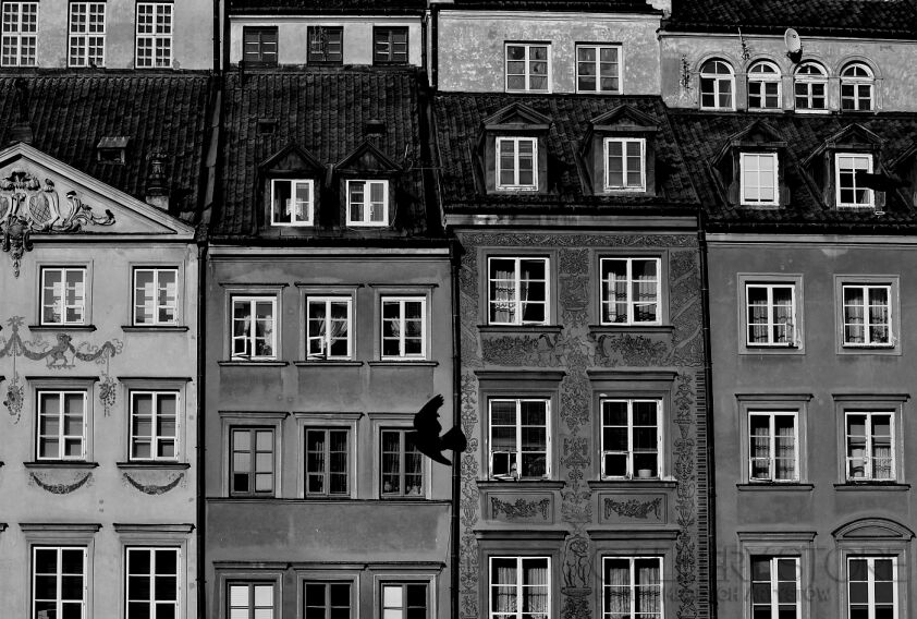 First30677 Last30677-warszawa ptak-Fotografia