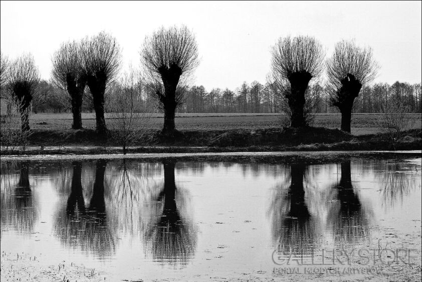 First32323 Last32323-Polish willow-Fotografia